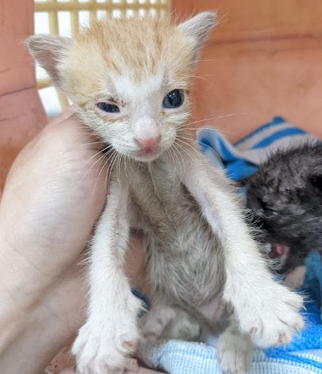 【待認養】混種貓 貓 (女生) - 新北市中和區公立動物之家