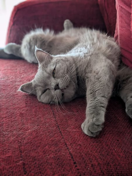 可麗愛犬美容屋