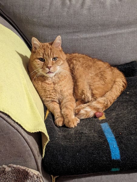 多良日本柴犬專賣店