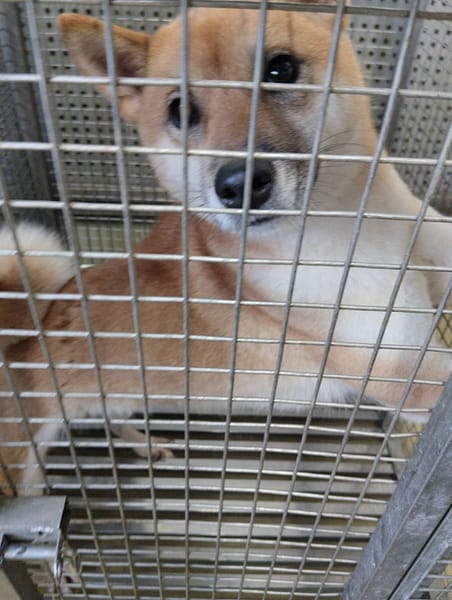 【待認養】柴犬 狗 (女生) - 嘉義市動物保護教育園區