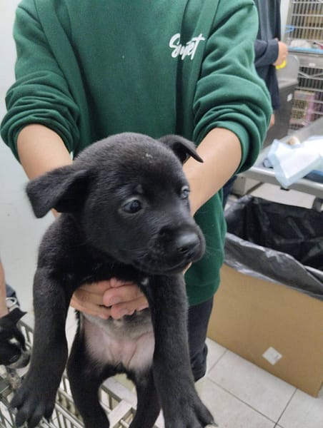 【待認養】混種犬 狗 (女生) - 嘉義市動物保護教育園區