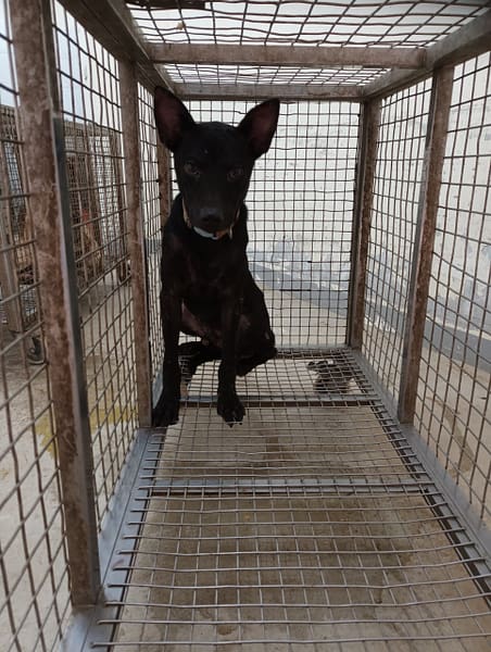 【待認養】混種犬 狗 (男生) - 嘉義縣動物保護教育園區