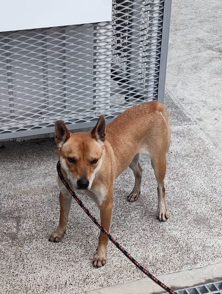 【待認養】混種犬 狗 (女生) - 新北市中和區公立動物之家