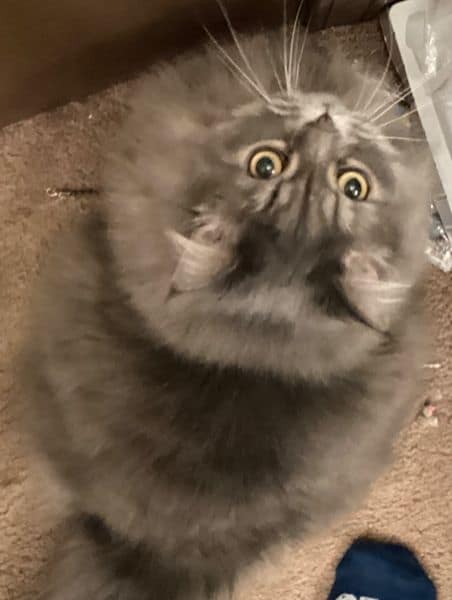 宜居寵物有限公司