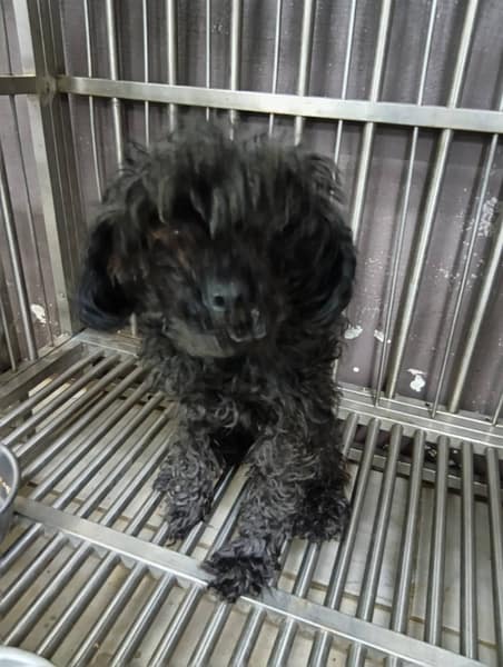 【待認養】貴賓犬 狗 (女生) - 新北市五股區公立動物之家