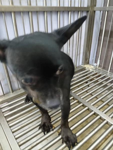 【待認養】吉娃娃犬 狗 (女生) - 新北市五股區公立動物之家