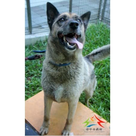 【待認養】混種犬 狗 (女生) - 臺中市動物之家后里園區