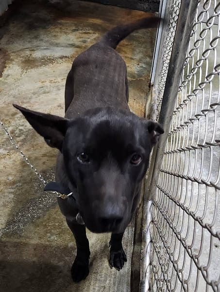 【待認養】混種犬 狗 (男生) - 新北市三芝區公立動物之家