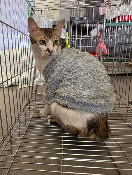 【待認養】混種貓 貓 (男生) - 新北市五股區公立動物之家