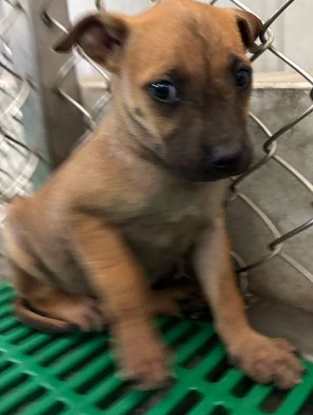 【待認養】混種犬 狗 (女生) - 臺東縣動物收容中心