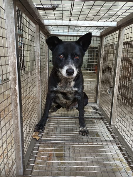 【待認養】混種犬 狗 (男生) - 嘉義縣動物保護教育園區