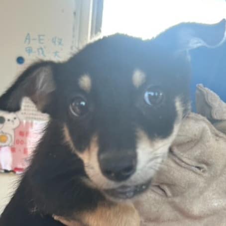 【待認養】混種犬 狗 (女生) - 澎湖縣流浪動物收容中心