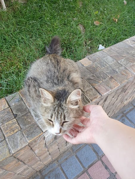 林緁寵物生活館