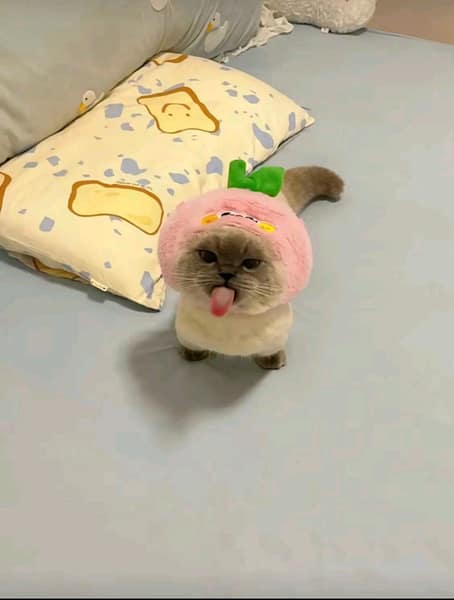 貓朋狗友寵物生活館