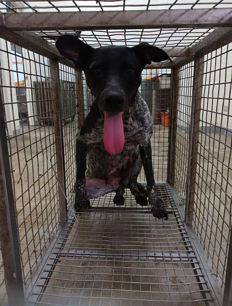 【待認養】混種犬 狗 (女生) - 嘉義縣動物保護教育園區