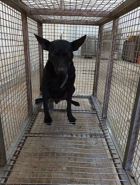 【待認養】混種犬 狗 (男生) - 嘉義縣動物保護教育園區