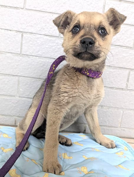 【待認養】混種犬 狗 (女生) - 新竹縣動物保護教育園區