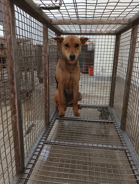 【待認養】混種犬 狗 (女生) - 嘉義縣動物保護教育園區