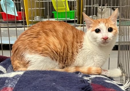 【待認養】混種貓 貓 (男生) - 新北市五股區公立動物之家