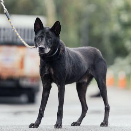 【待認養】混種犬 狗 (男生) - 新北市中和區公立動物之家