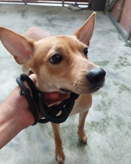 【待認養】混種犬 狗 (女生) - 新北市五股區公立動物之家