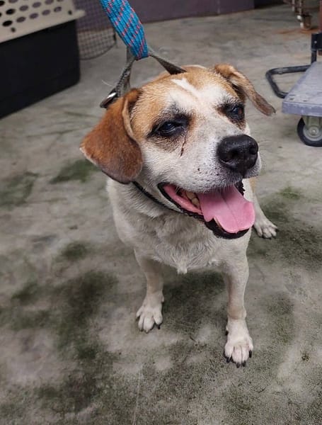 【待認養】混種犬 狗 (男生) - 新北市五股區公立動物之家