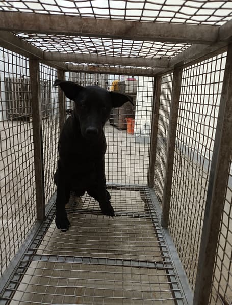 【待認養】混種犬 狗 (男生) - 嘉義縣動物保護教育園區