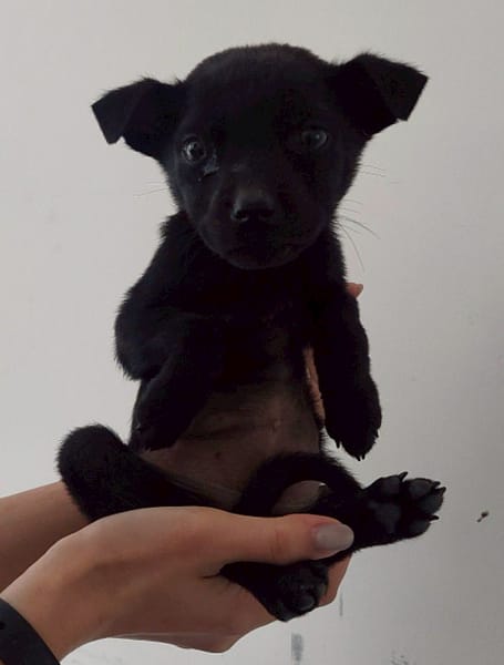 【待認養】混種犬 狗 (女生) - 花蓮縣狗貓躍動園區