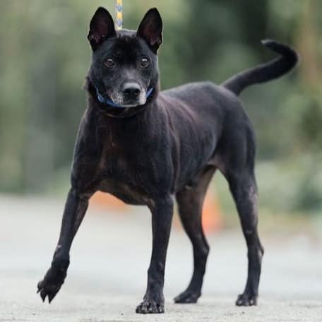 【待認養】混種犬 狗 (男生) - 新北市中和區公立動物之家