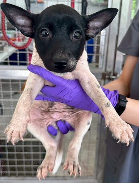 【待認養】混種犬 狗 (女生) - 花蓮縣狗貓躍動園區