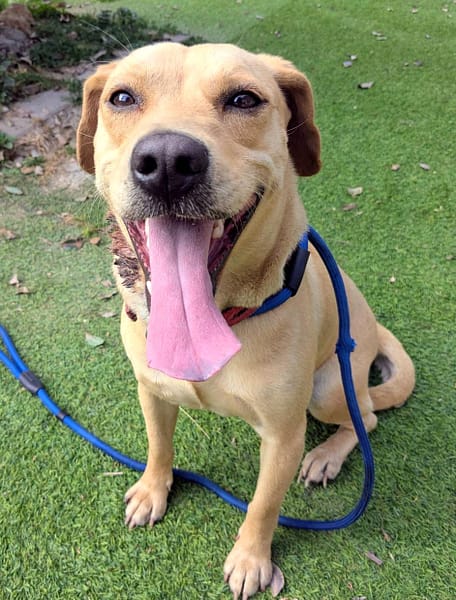 【待認養】混種犬 狗 (男生) - 新竹縣動物保護教育園區