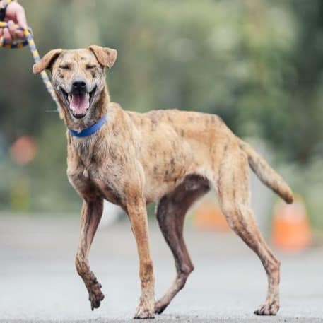 【待認養】混種犬 狗 (男生) - 新北市中和區公立動物之家