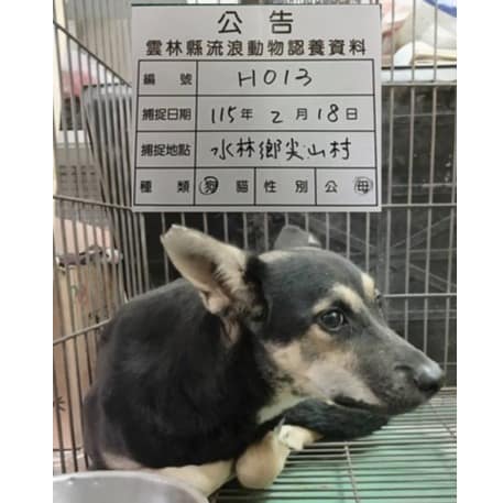 【待認養】混種犬 狗 (女生) - 雲林縣流浪動物收容所