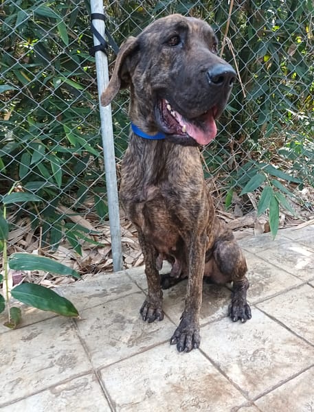 【待認養】混種犬 狗 (女生) - 嘉義縣動物保護教育園區