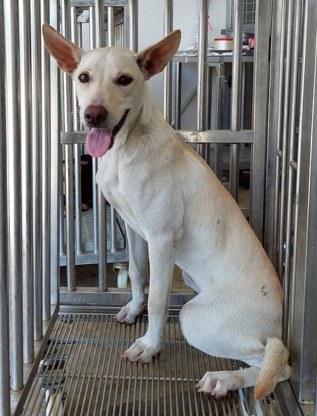 【待認養】混種犬 狗 (女生) - 花蓮縣狗貓躍動園區