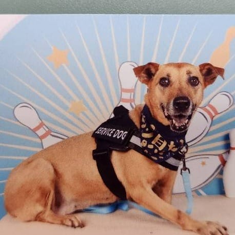 【待認養】混種犬 狗 (女生) - 新竹縣動物保護教育園區