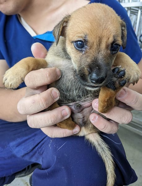 【待認養】混種犬 狗 (男生) - 花蓮縣狗貓躍動園區