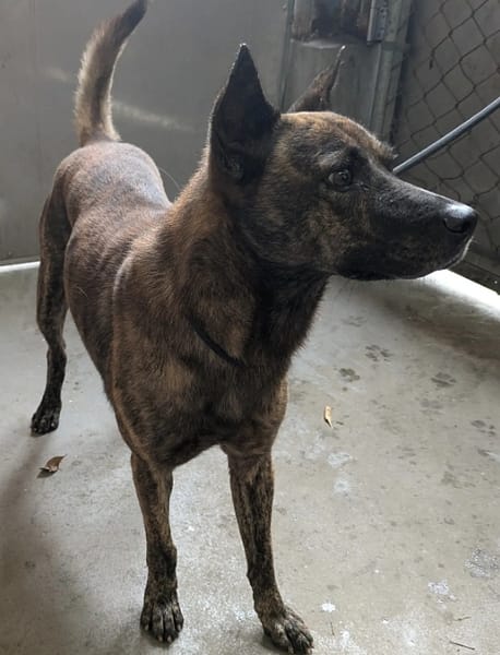 【待認養】混種犬 狗 (男生) - 新北市五股區公立動物之家