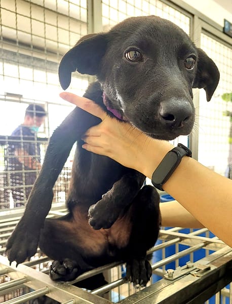 【待認養】混種犬 狗 (男生) - 花蓮縣狗貓躍動園區
