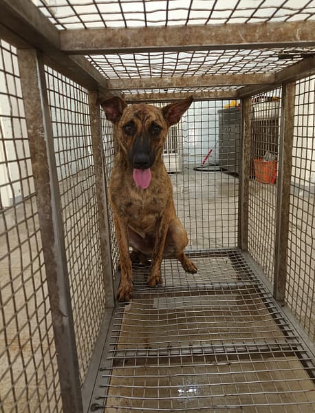 【待認養】混種犬 狗 (男生) - 嘉義縣動物保護教育園區