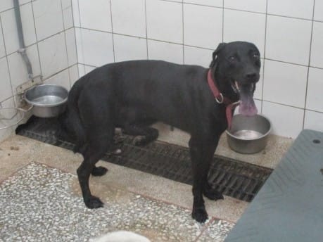 【待認養】混種犬 狗 (女生) - 高雄市壽山動物保護教育園區