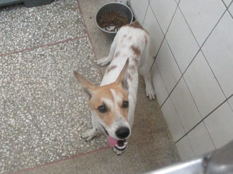 【待認養】混種犬 狗 (女生) - 高雄市壽山動物保護教育園區