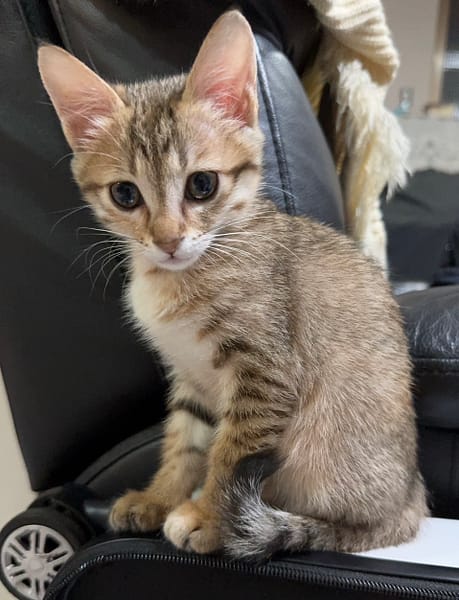 【待認養】混種貓 貓 (女生) - 新北市八里區公立動物之家