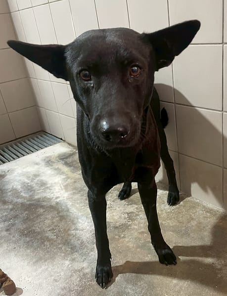 【待認養】混種犬 狗 (男生) - 花蓮縣狗貓躍動園區