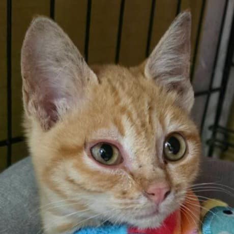 【待認養】混種貓 貓 (男生) - 澎湖縣流浪動物收容中心