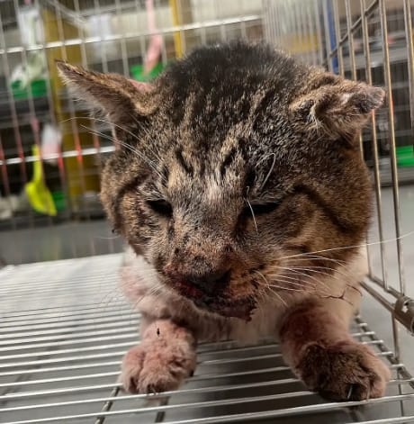 【待認養】混種貓 貓 (男生) - 新北市五股區公立動物之家