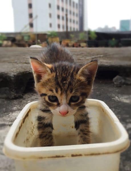 日光寓貓咪旅館