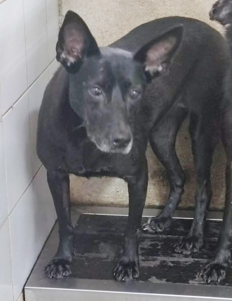 【待認養】混種犬 狗 (女生) - 新北市中和區公立動物之家