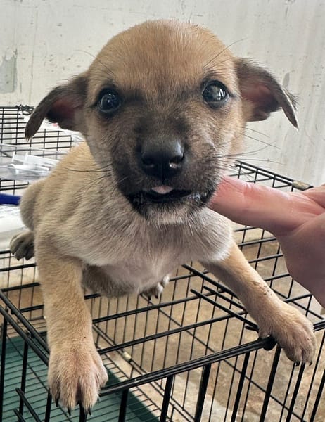 【待認養】混種犬 狗 (男生) - 花蓮縣狗貓躍動園區