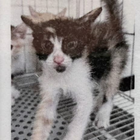 【待認養】混種貓 貓 (女生) - 新北市新店區公立動物之家